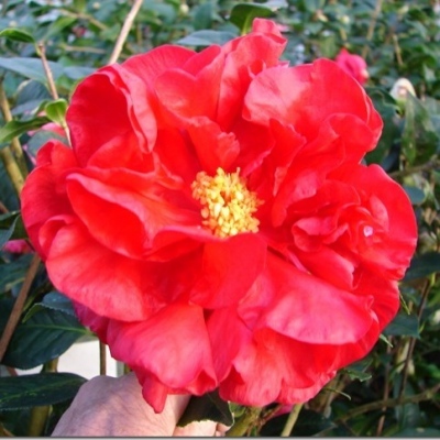 Nuccio's Ruby